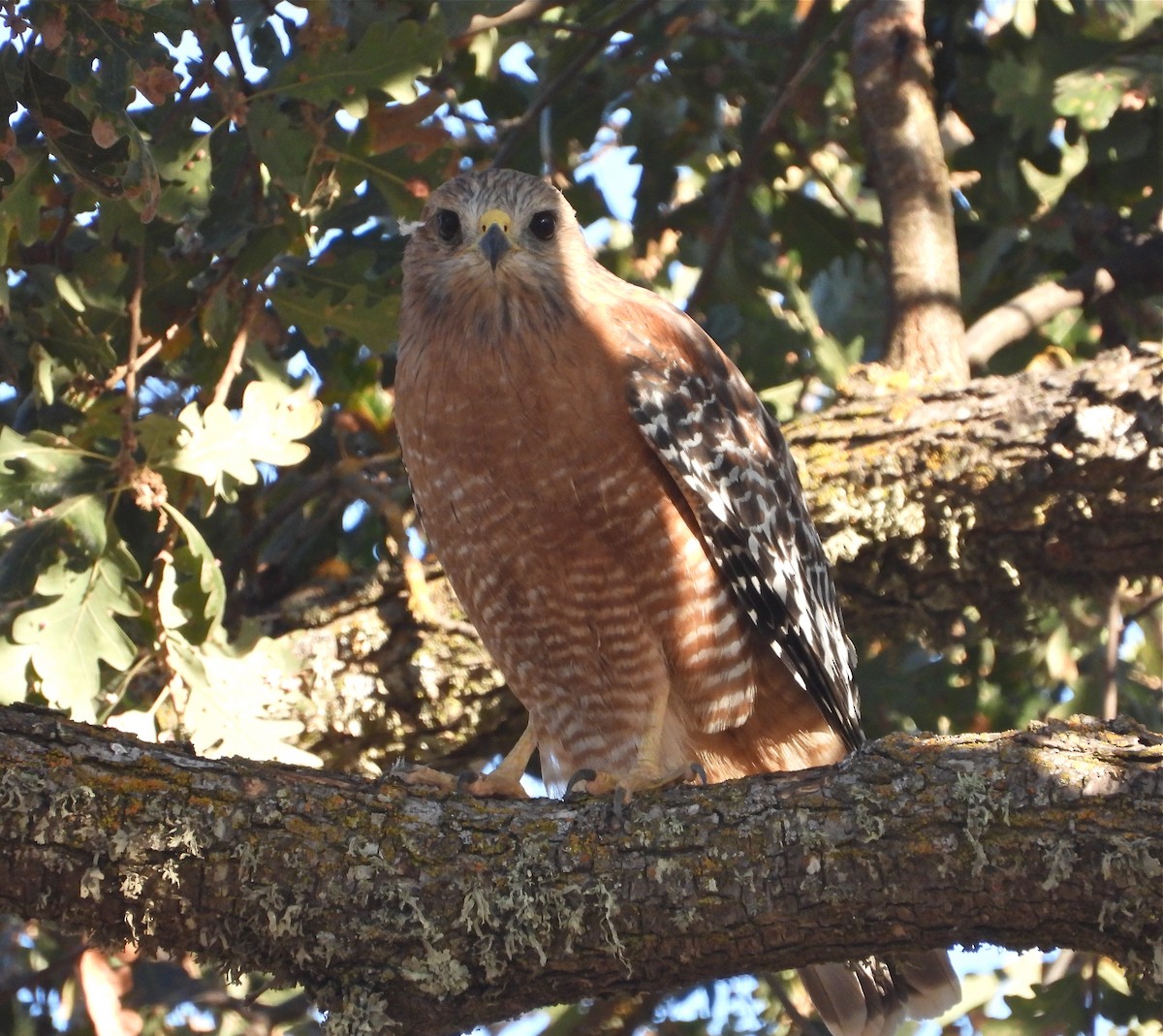 Red-shouldered Hawk - Pair of Wing-Nuts