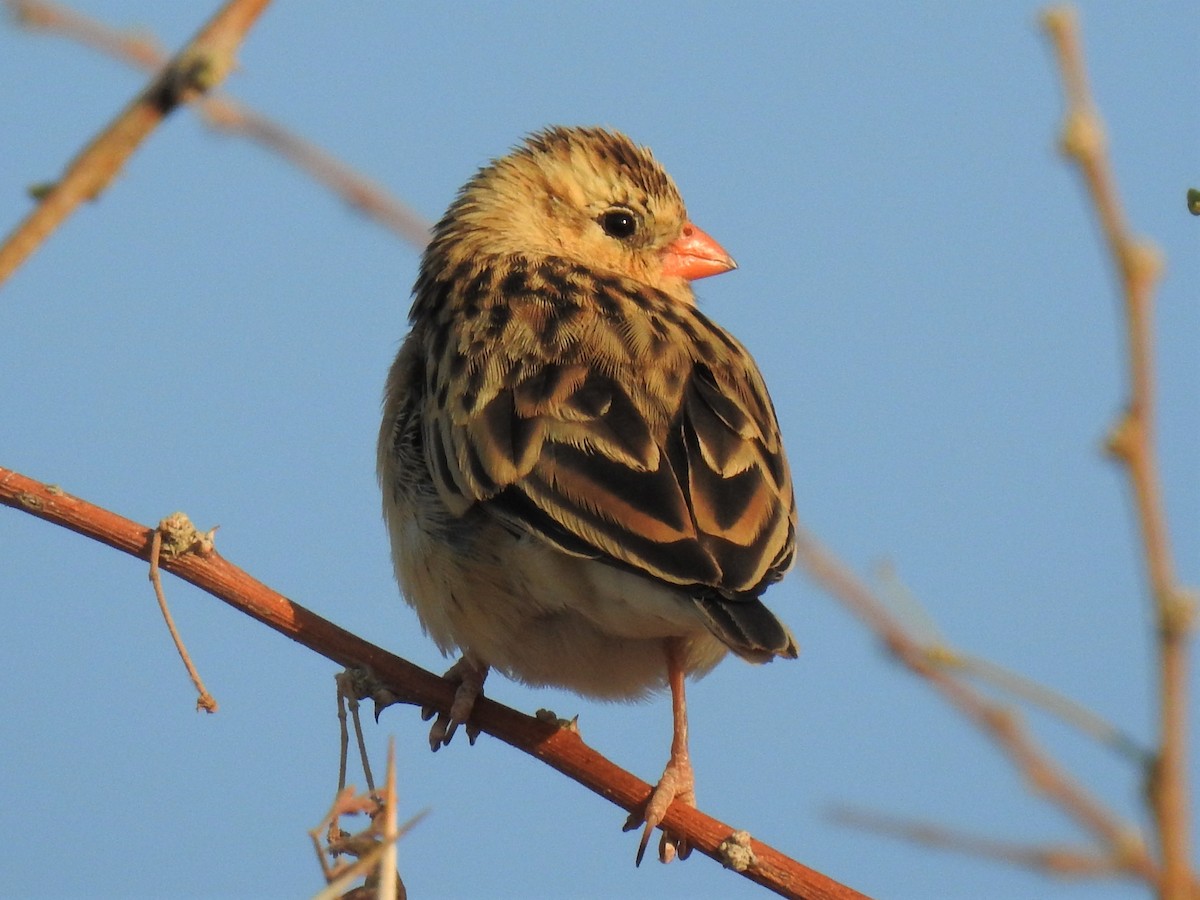 Shaft-tailed Whydah - ML183938271