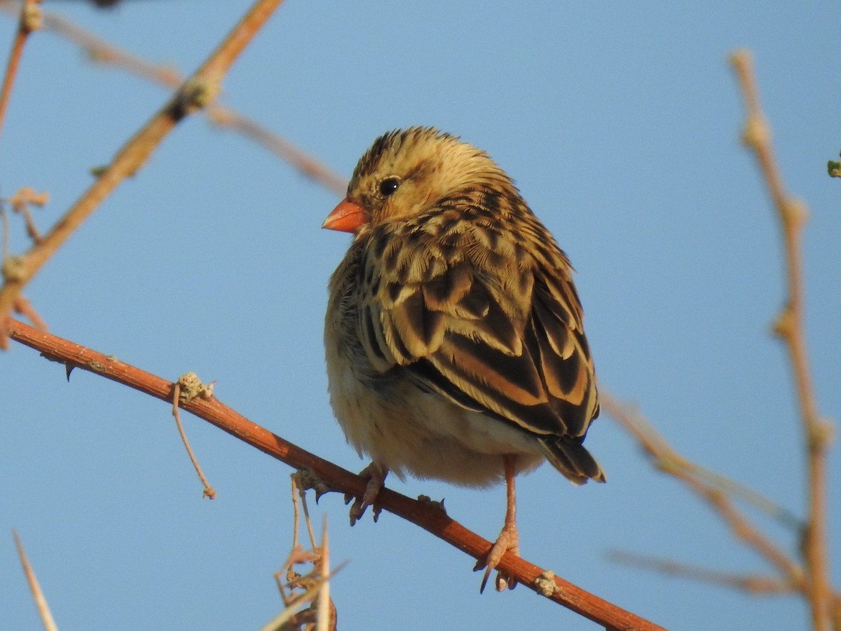 Shaft-tailed Whydah - ML183938281