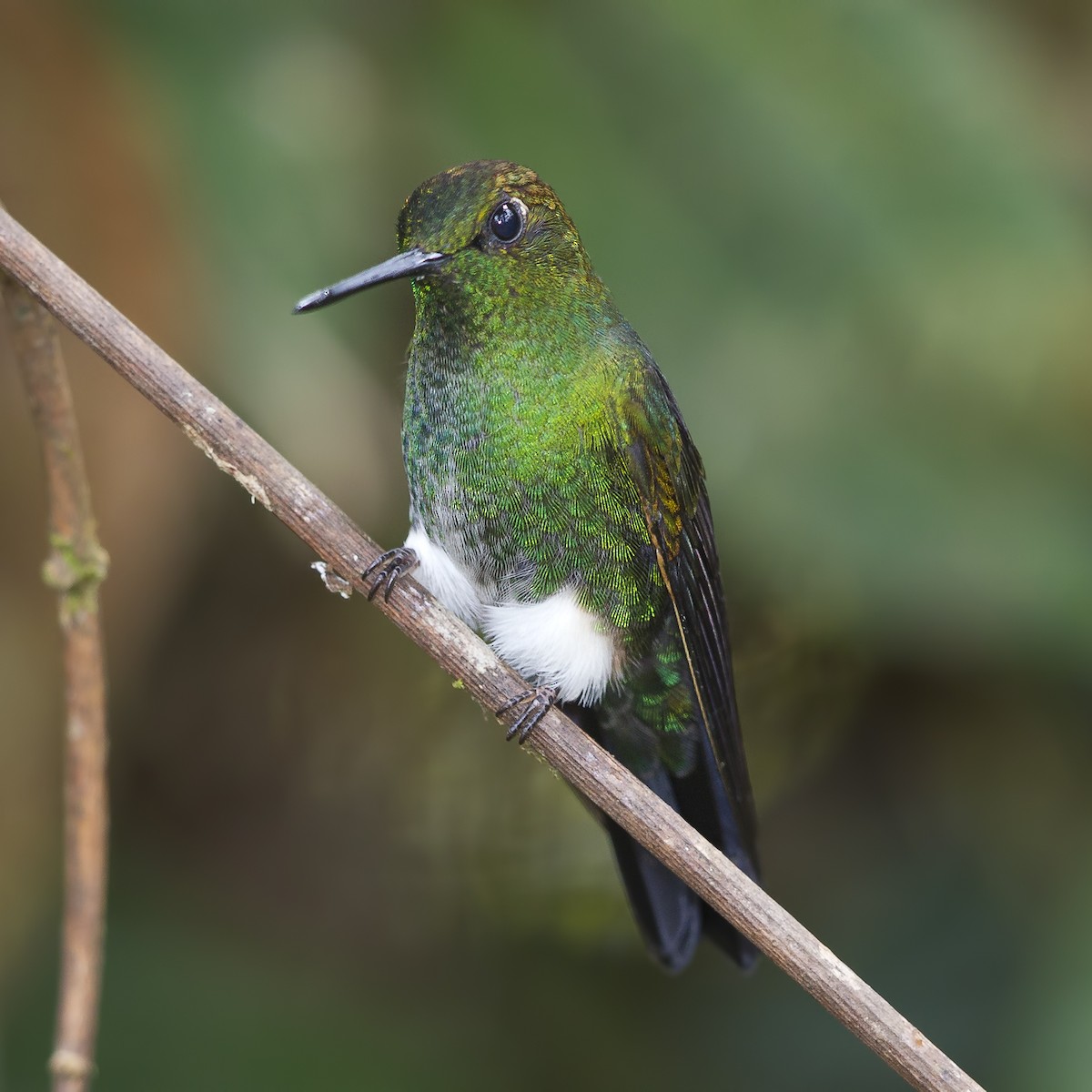 Greenish Puffleg - ML183938371