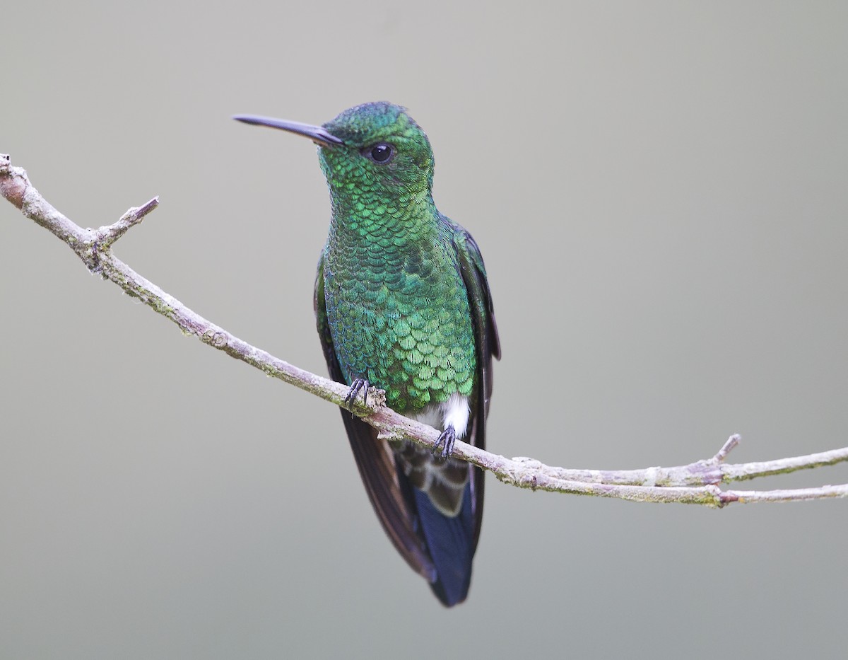 Steely-vented Hummingbird - ML183938451