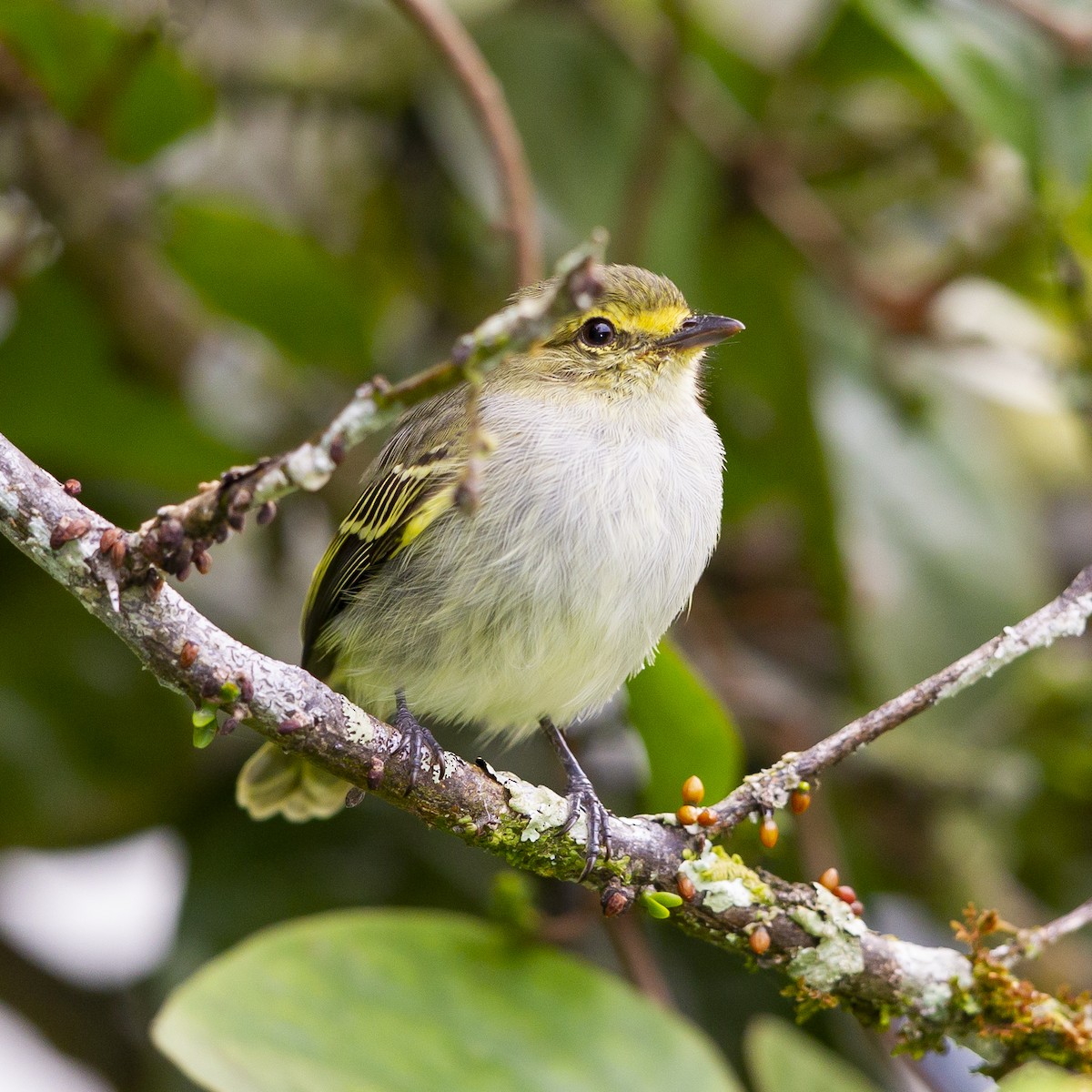 Golden-faced Tyrannulet - ML183938471