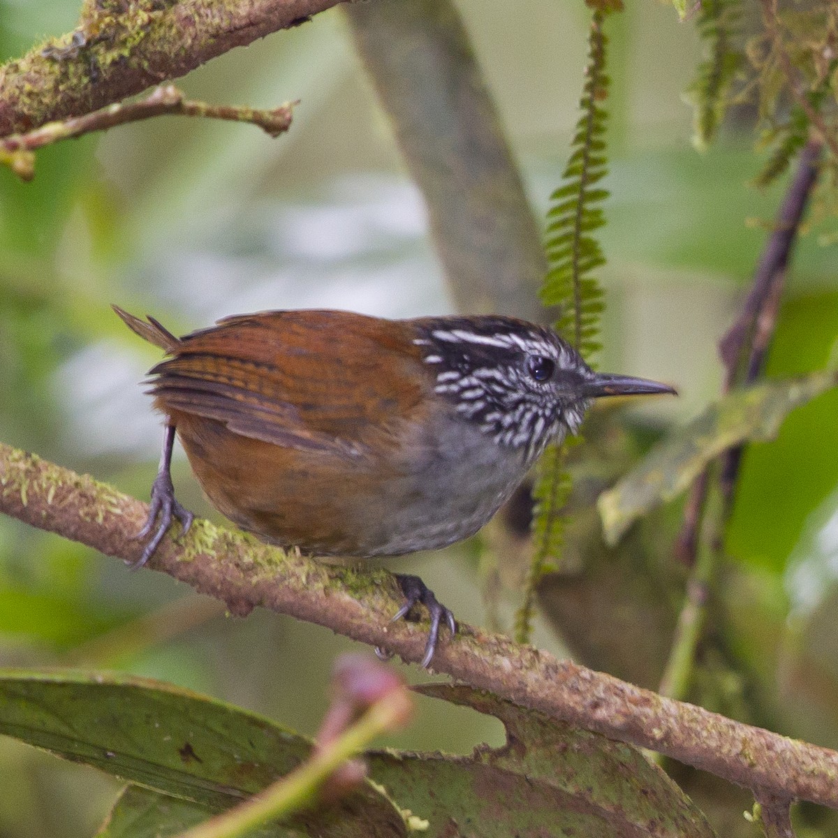 Gray-breasted Wood-Wren - ML183938511