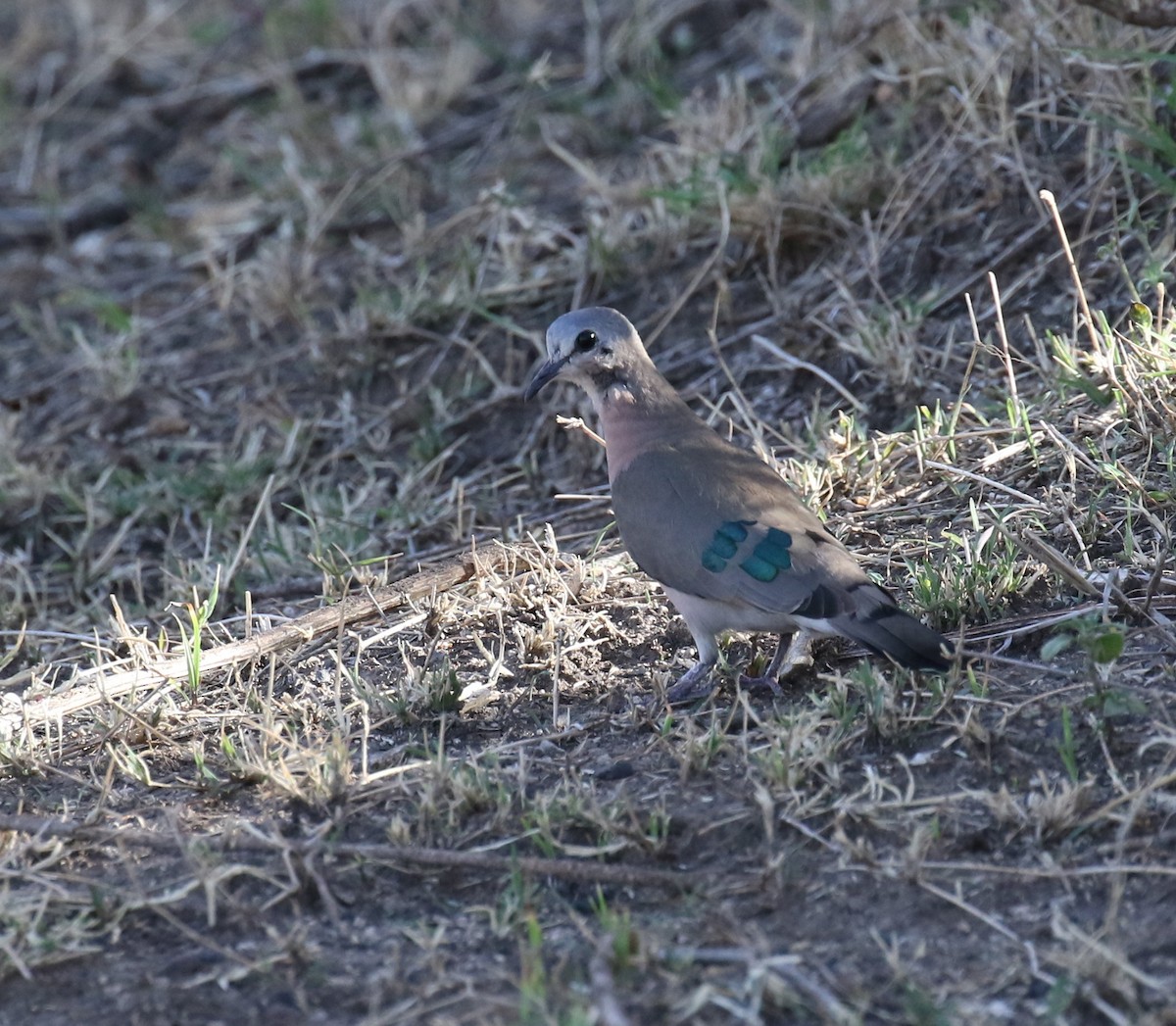 Emerald-spotted Wood-Dove - ML183938711