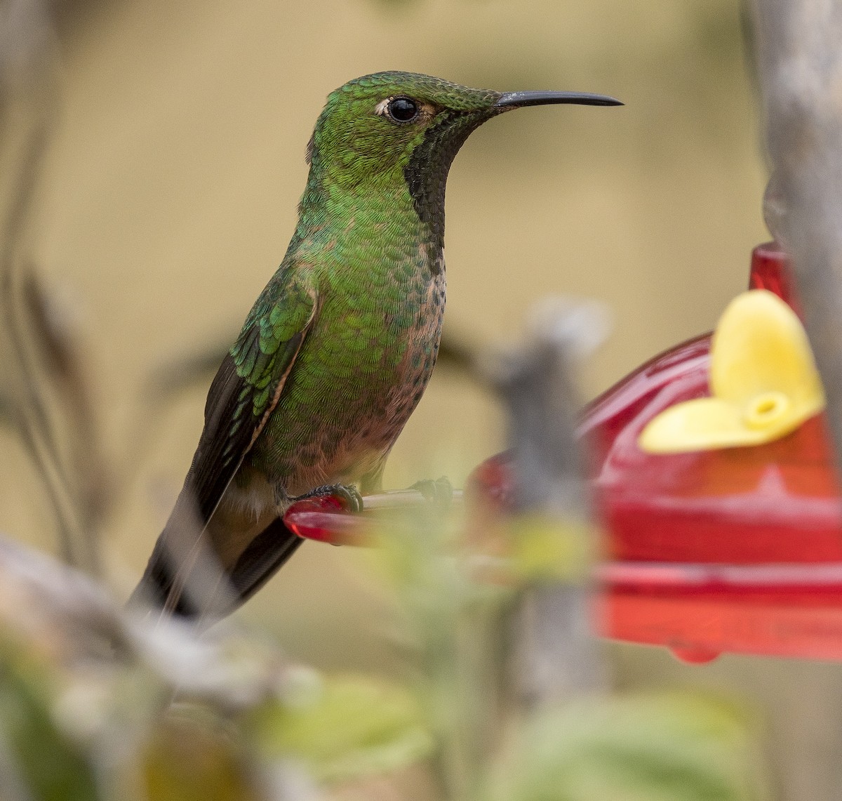 Black-tailed Trainbearer - ML183938731