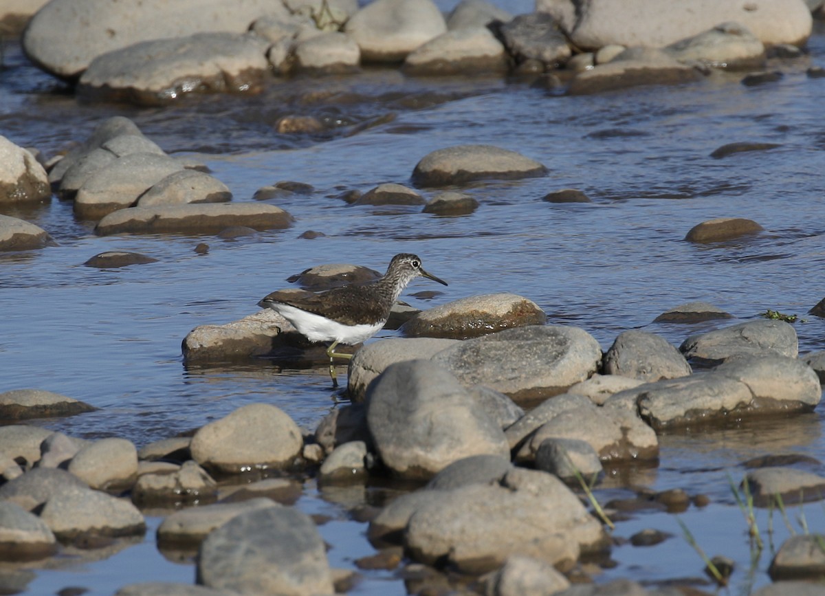 Green Sandpiper - ML183938741