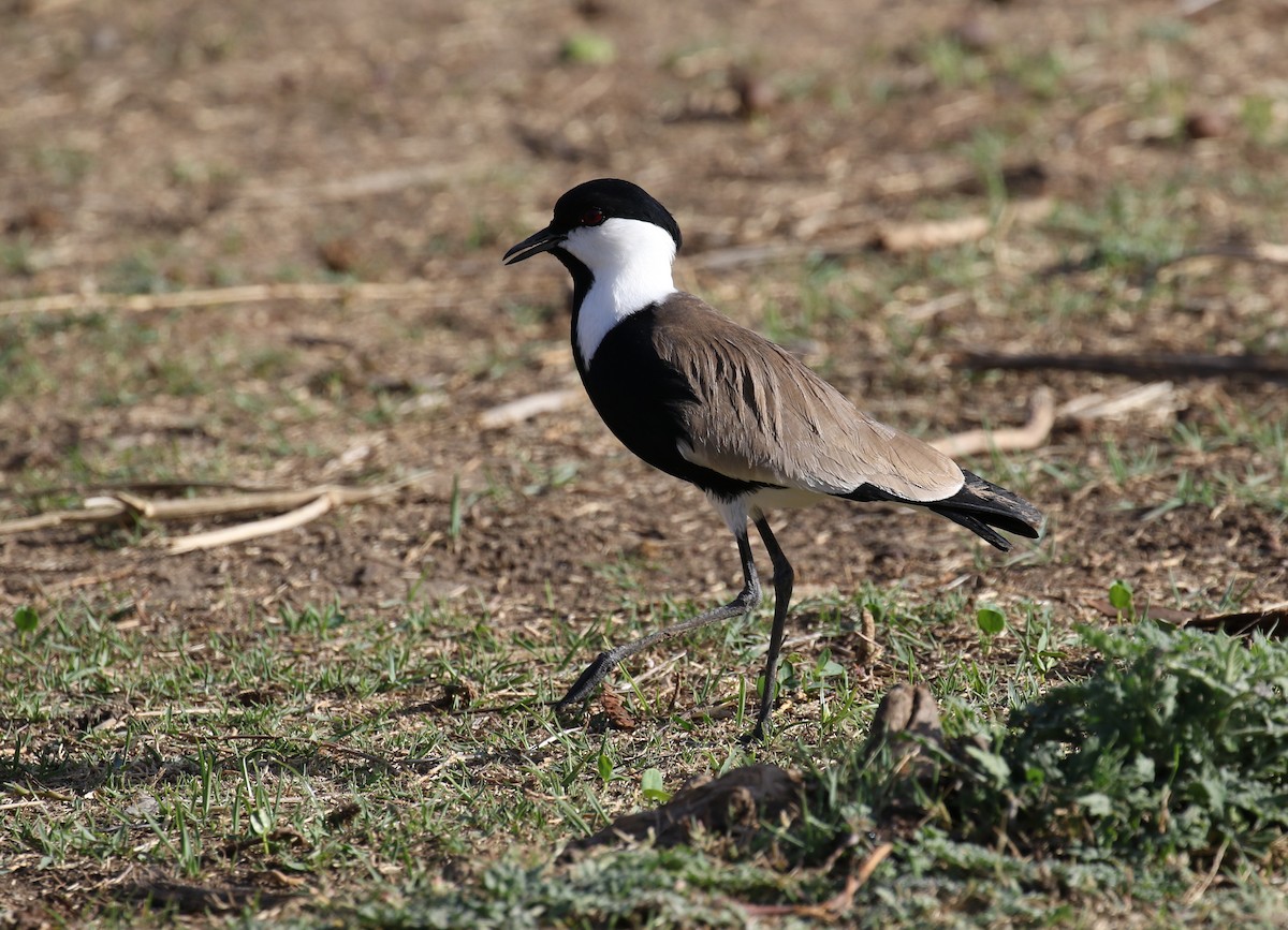 Spur-winged Lapwing - ML183938751