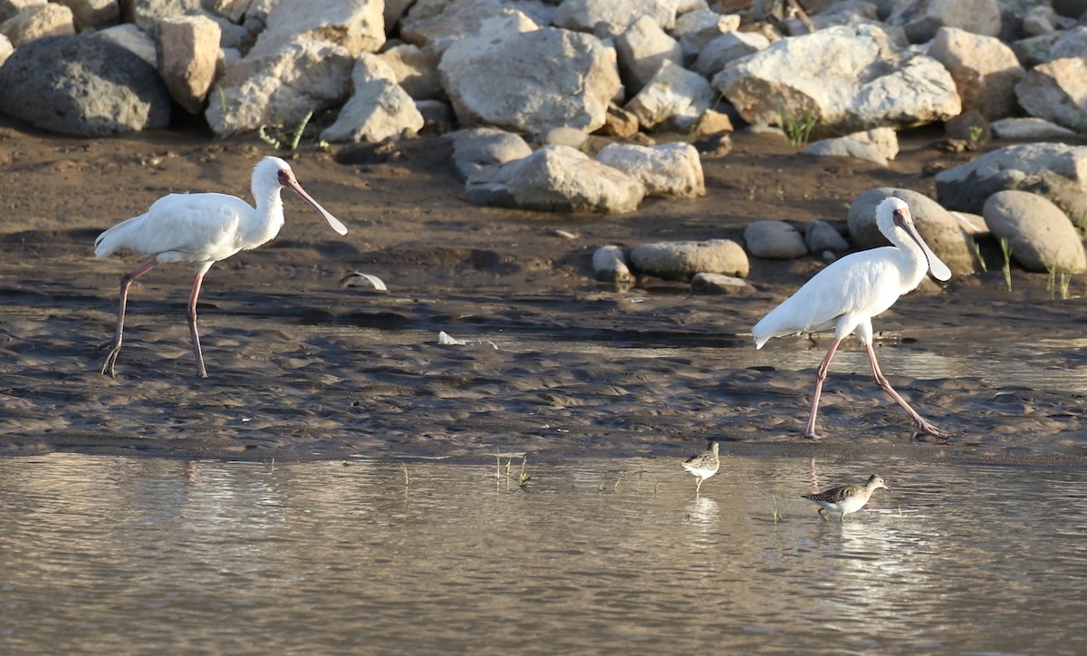 Wood Sandpiper - ML183938761