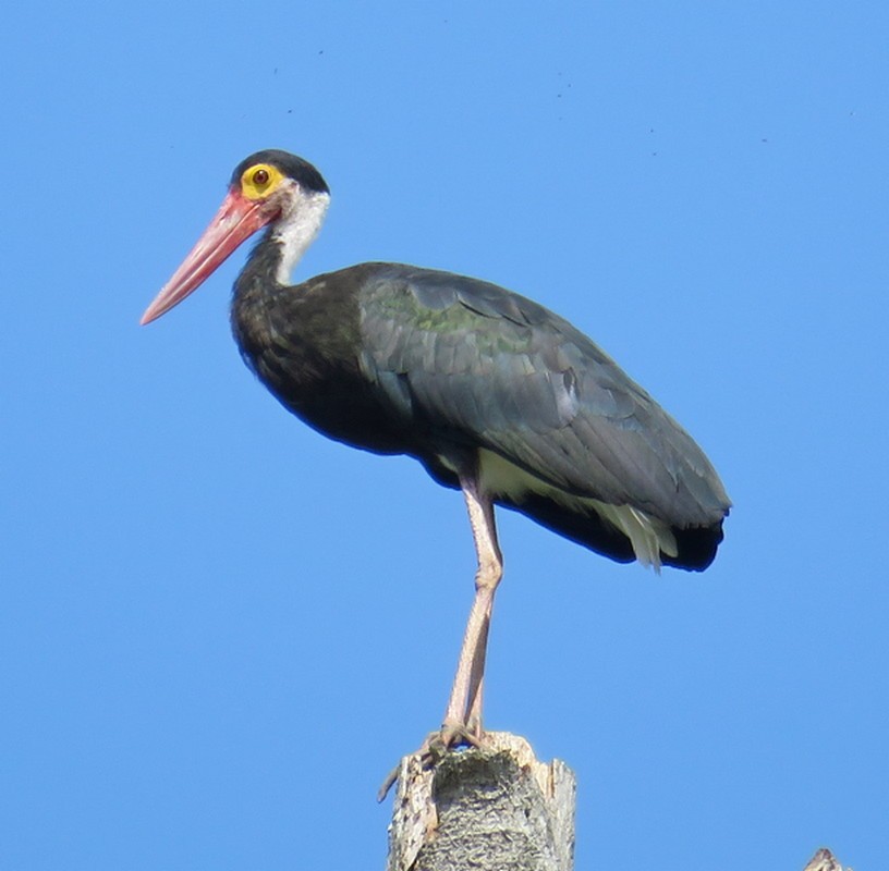 Storm's Stork - George and Teresa Baker
