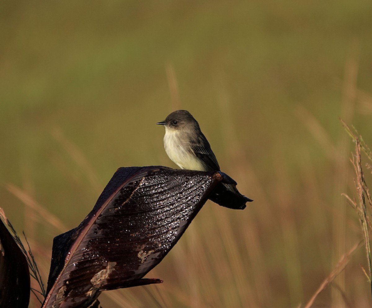 Eastern Phoebe - ML183938861