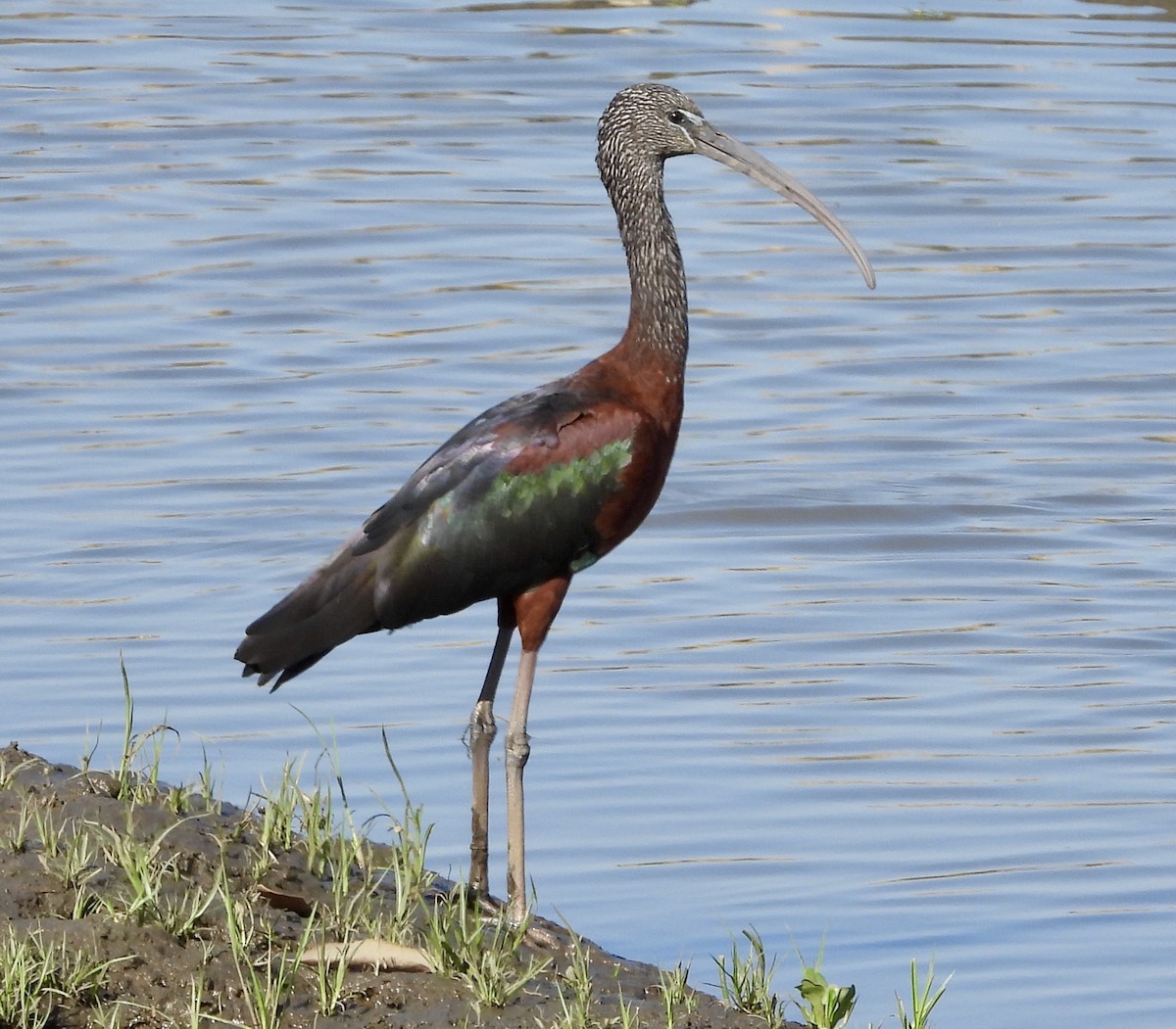 Glossy Ibis - ML183939051