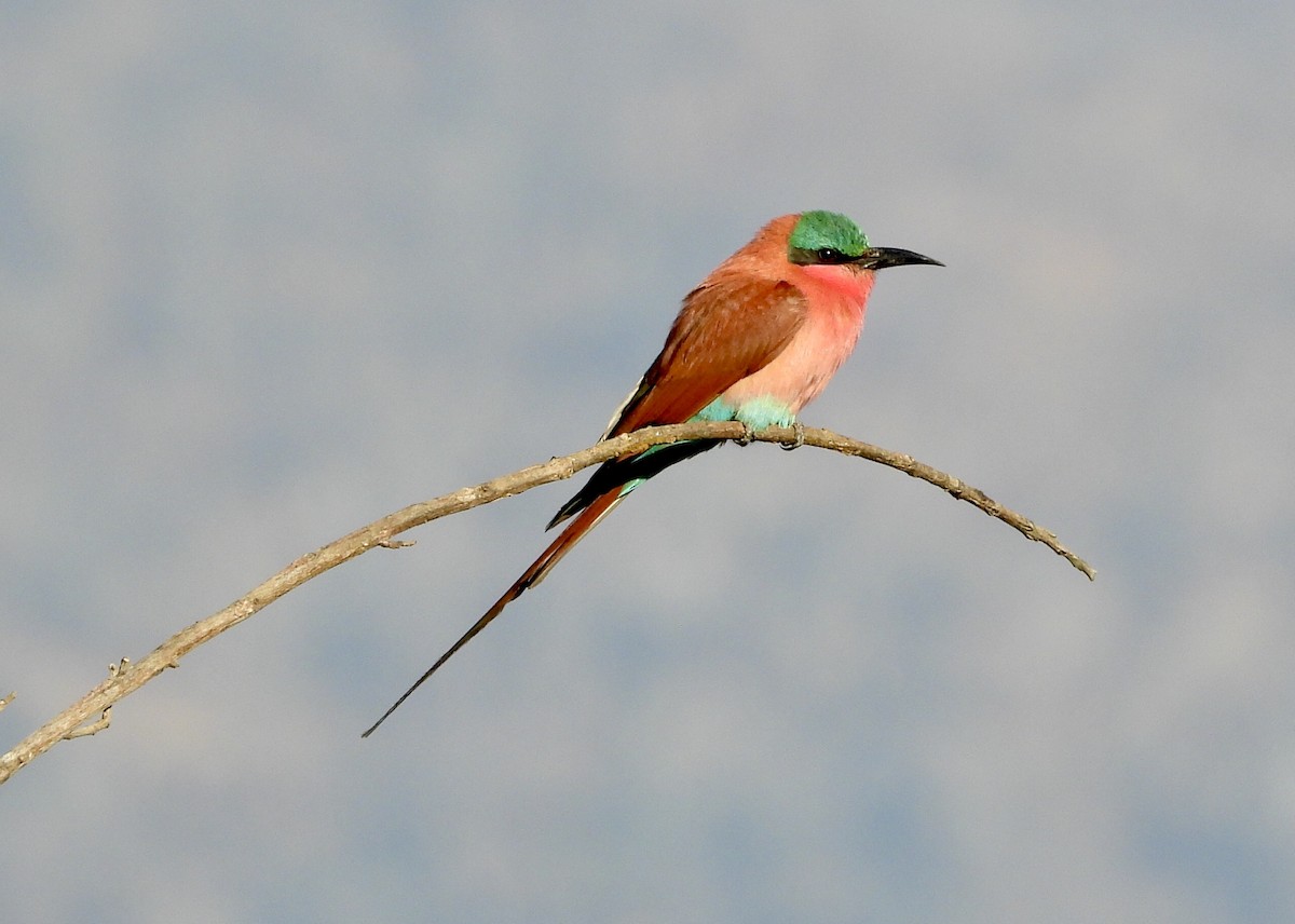 Southern Carmine Bee-eater - ML183939181