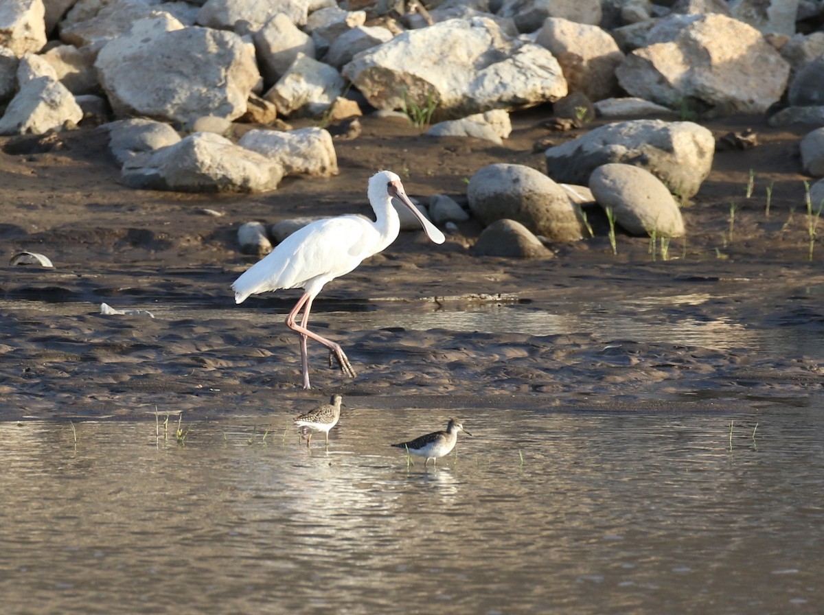 African Spoonbill - ML183939401