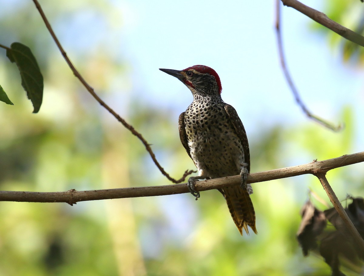 Nubian Woodpecker - ML183939531