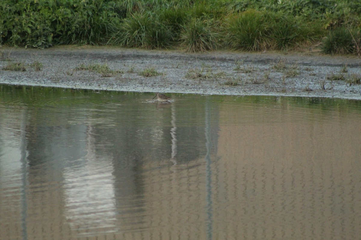 Long-billed Dowitcher - ML183940331