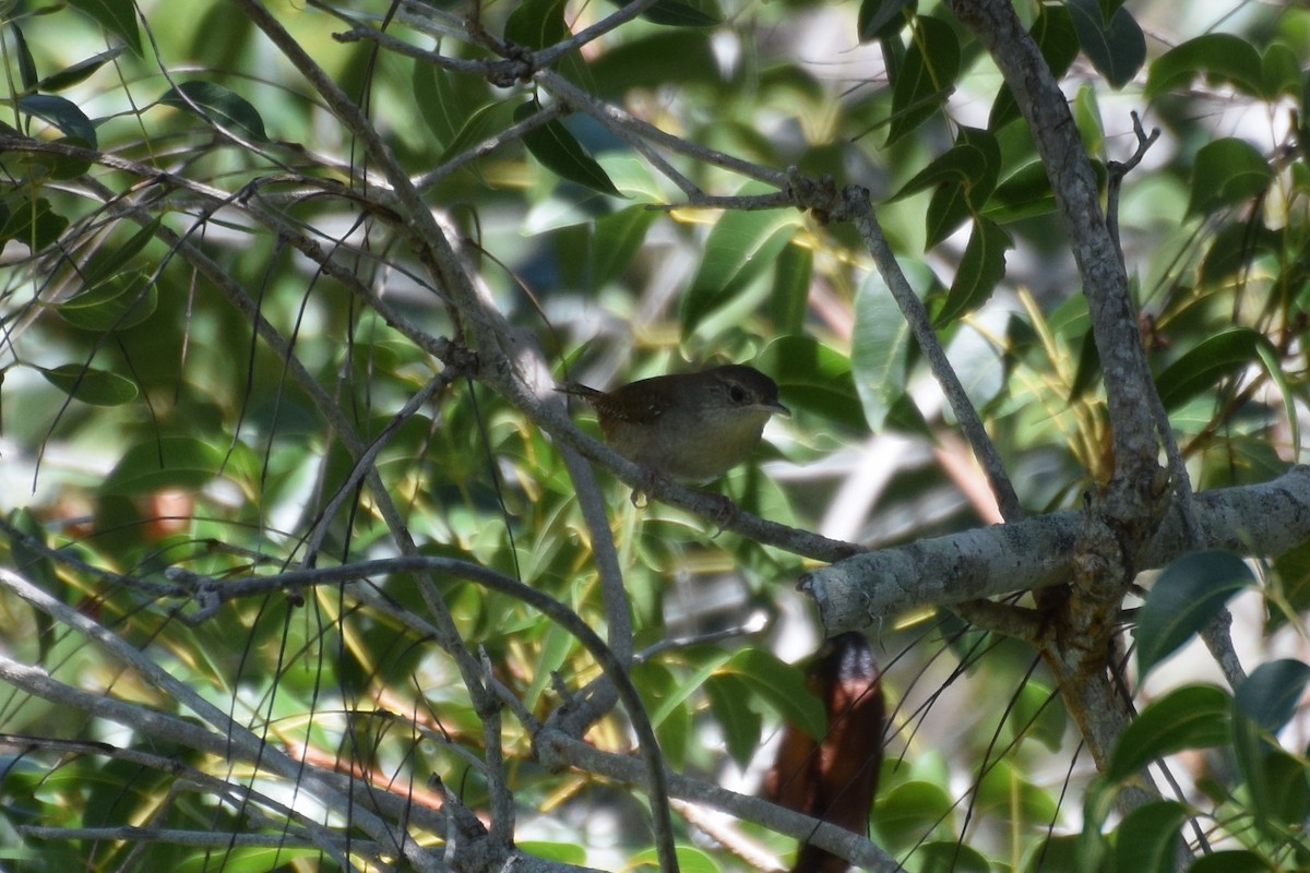 Northern House Wren - ML183940381