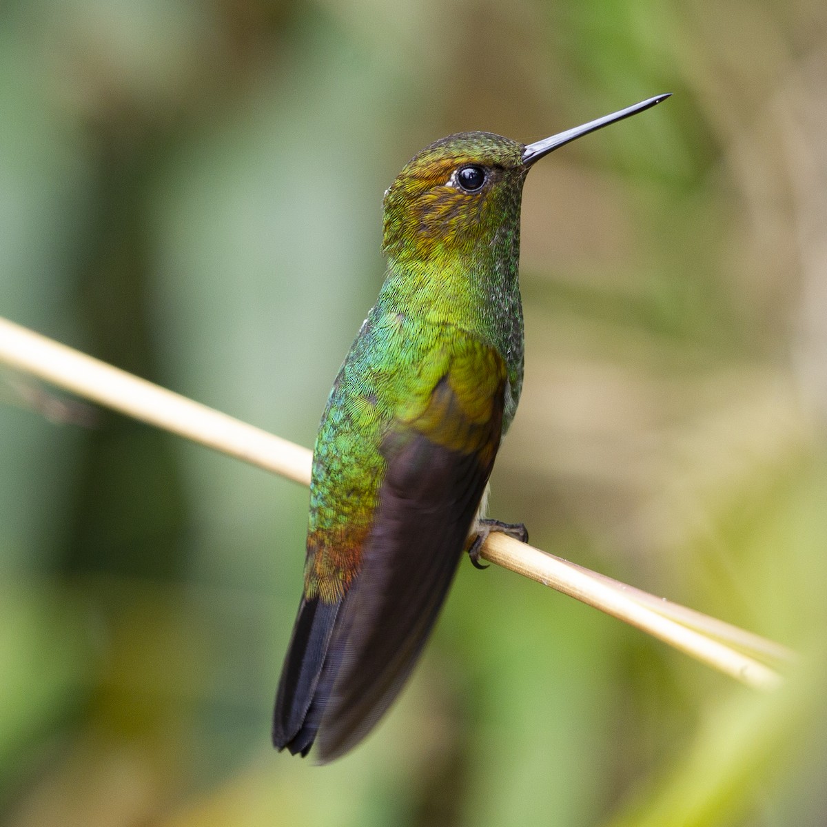 Greenish Puffleg - ML183940461