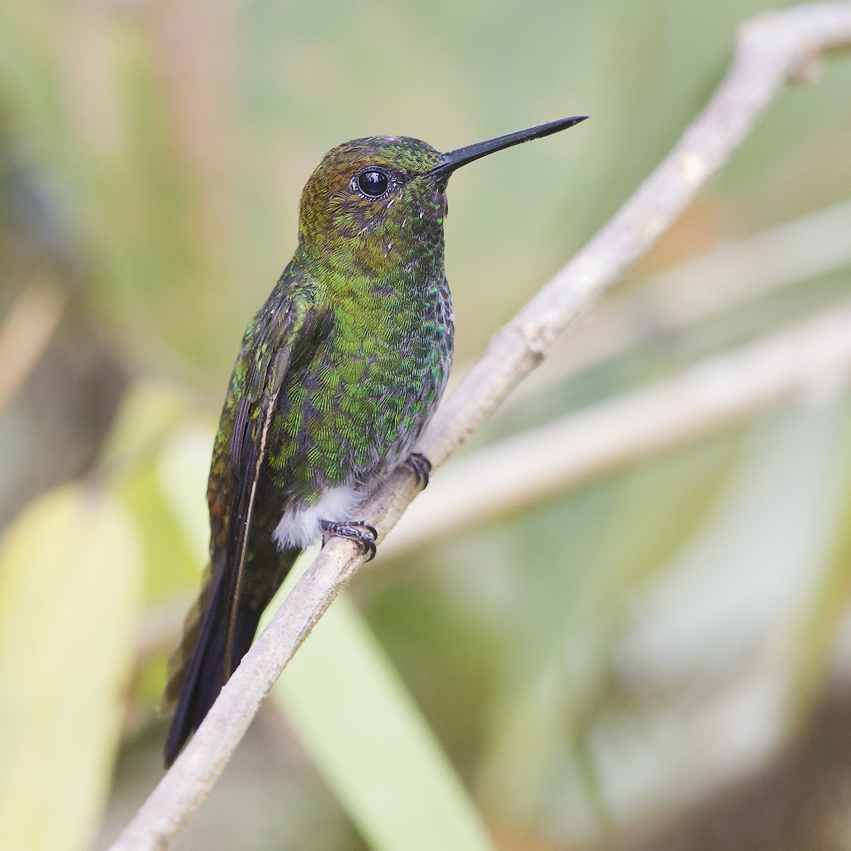 Greenish Puffleg - ML183940471