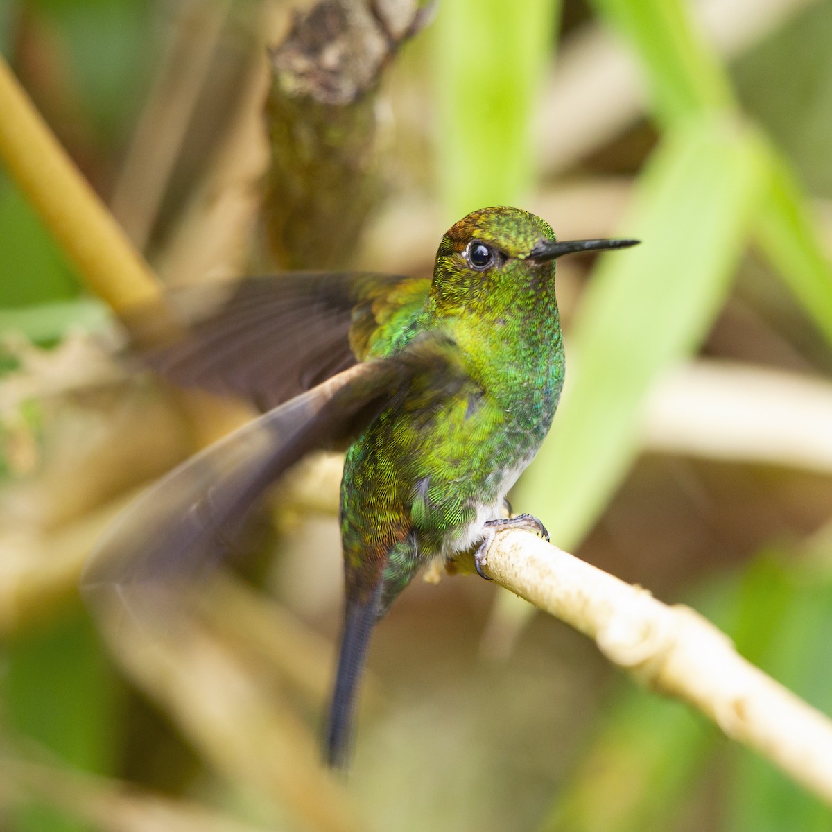 Greenish Puffleg - Peter Hawrylyshyn