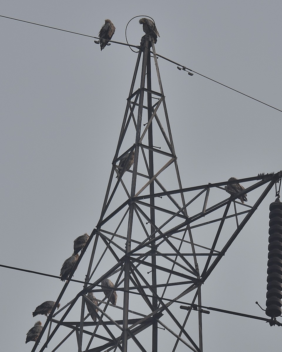 Egyptian Vulture - ML183940581