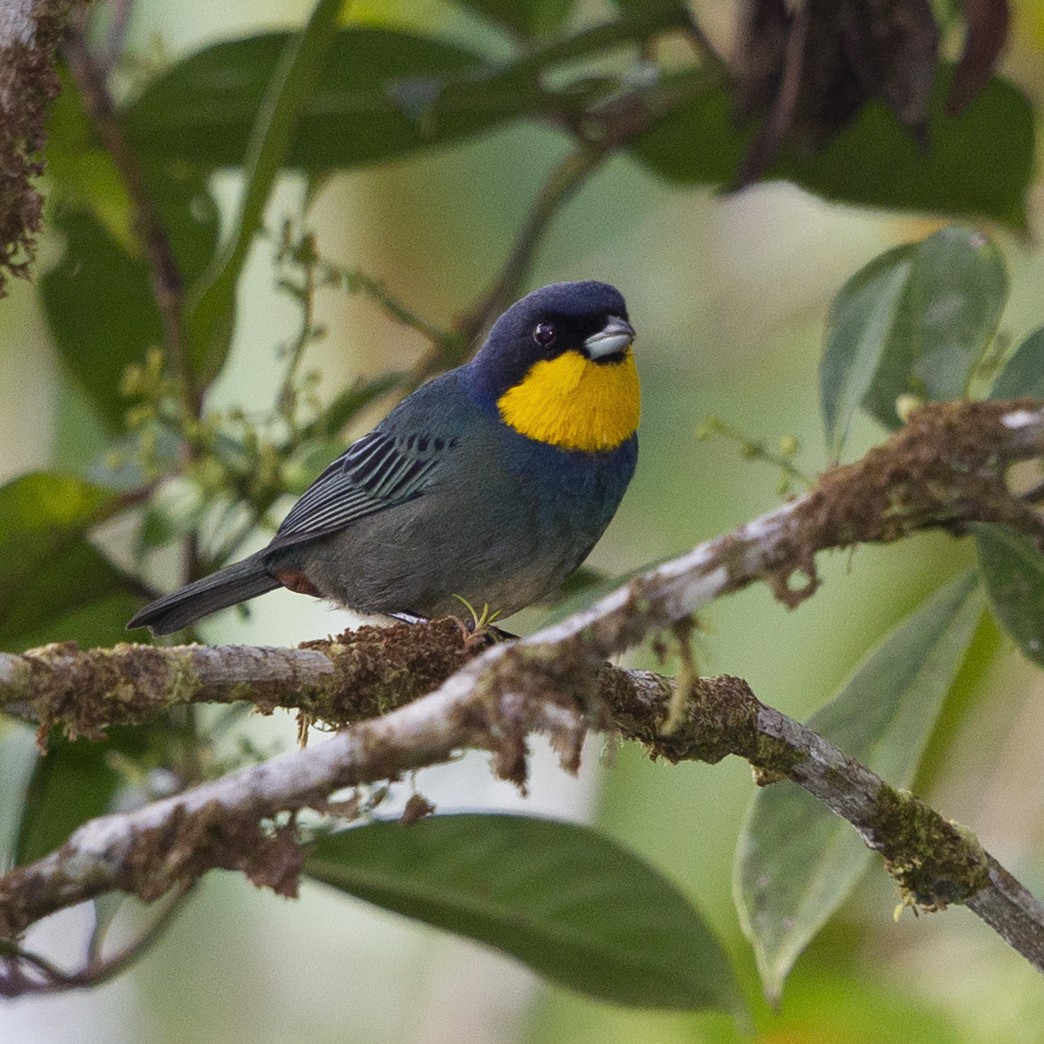 Purplish-mantled Tanager - ML183940701