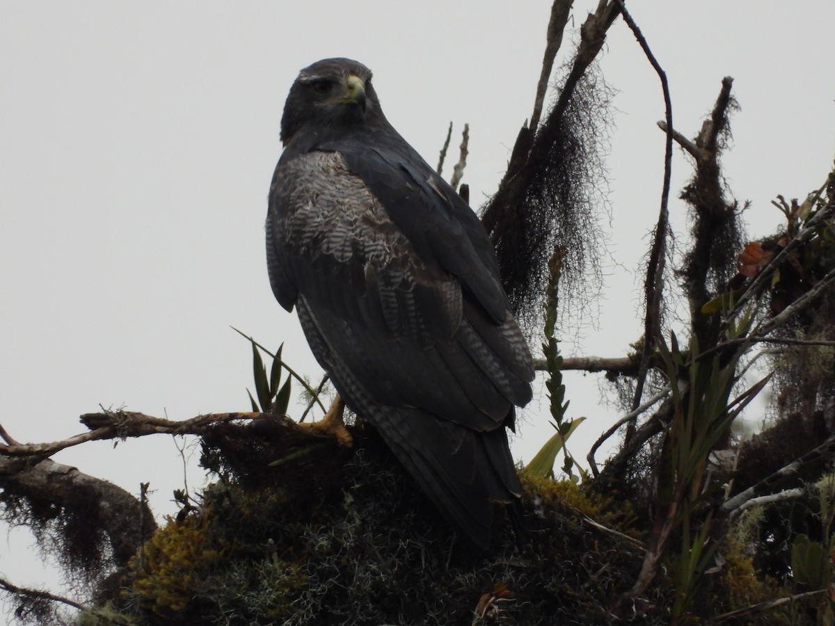 Black-chested Buzzard-Eagle - ML183941361