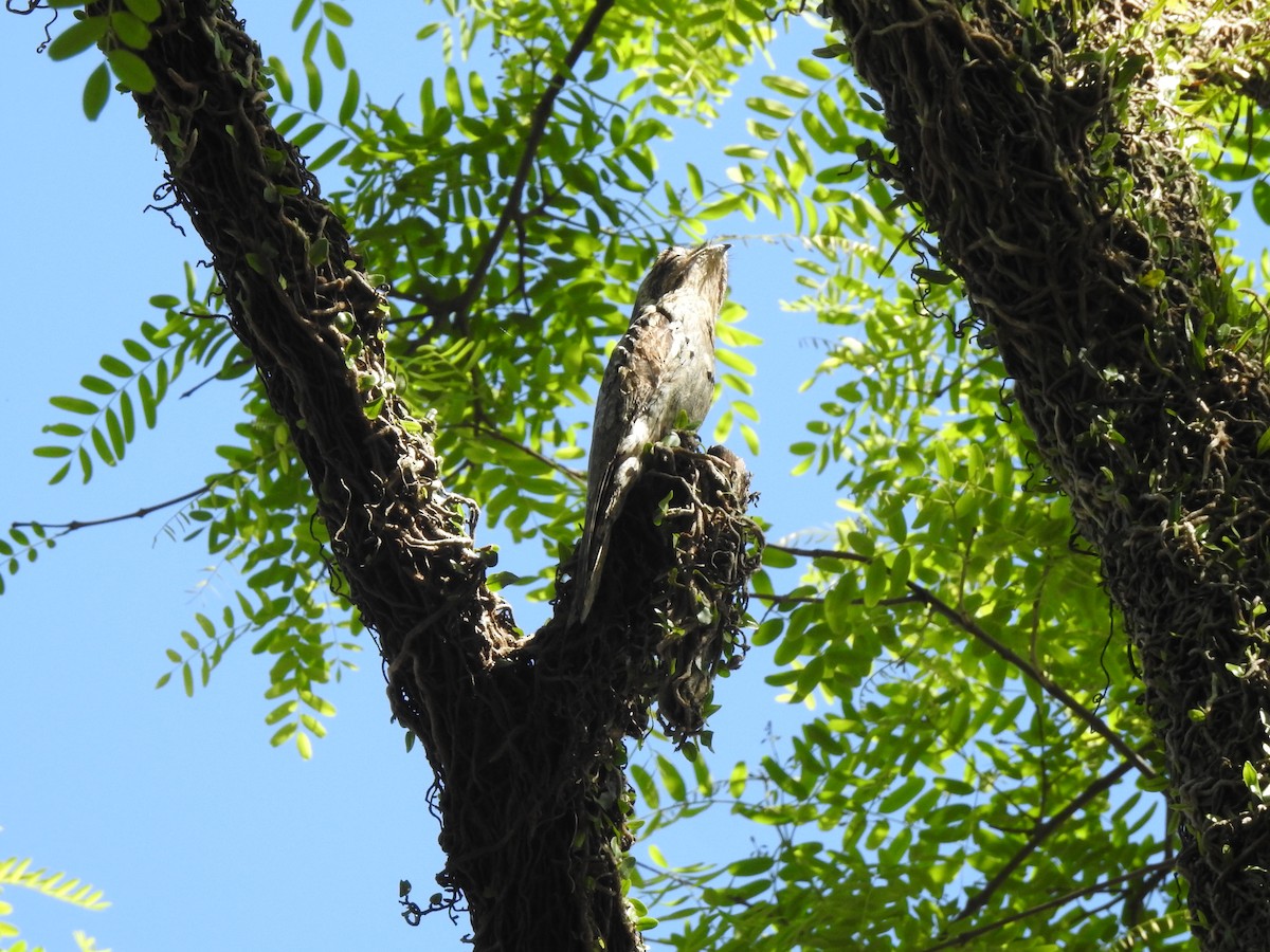 Common Potoo - ML183942371