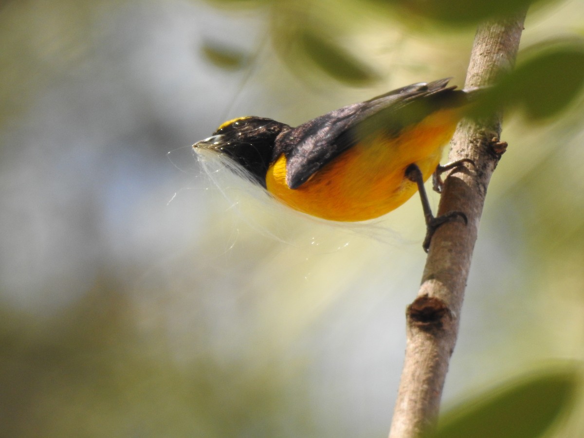 Purple-throated Euphonia - ML183942391