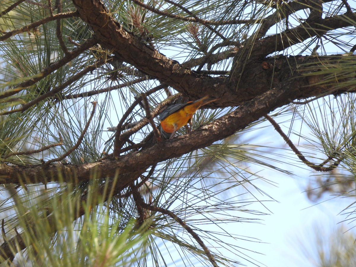 Blue-and-yellow Tanager - ML183942441