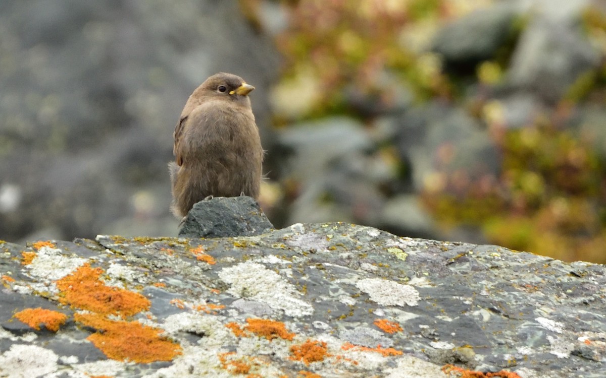 Asian Rosy-Finch - ML183942631