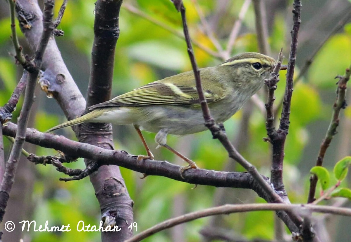 Yellow-browed Warbler - ML183943211