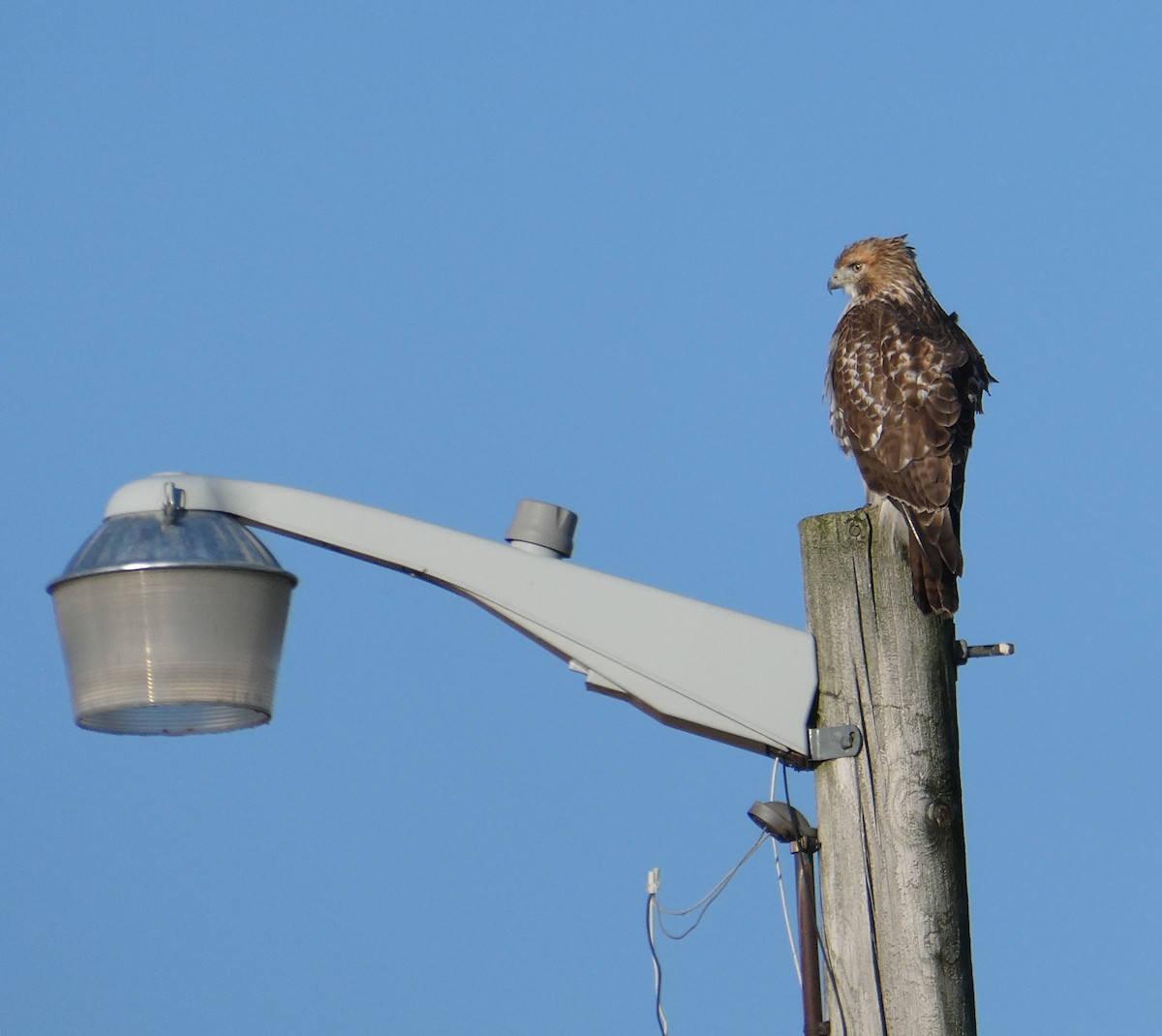 Red-tailed Hawk - ML183943641