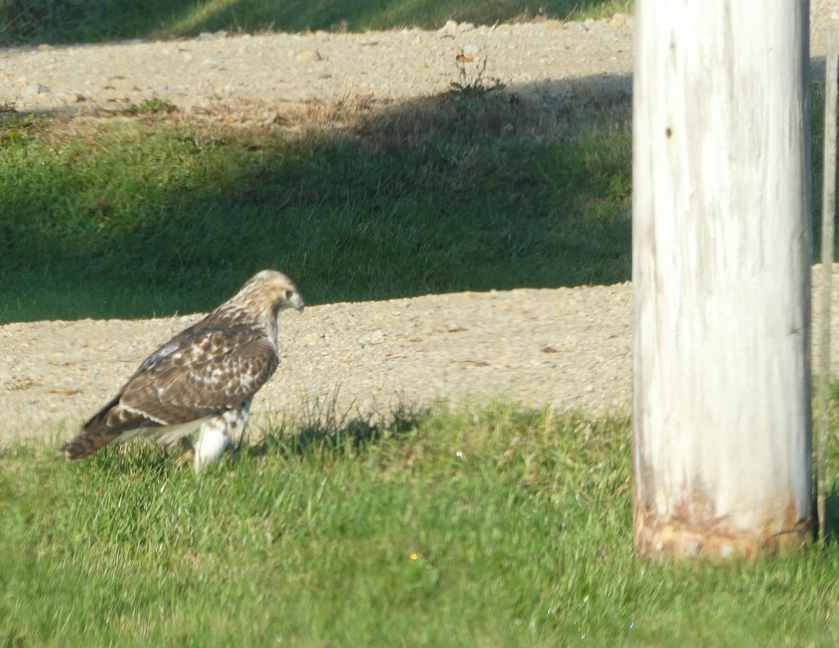 Red-tailed Hawk - ML183943671