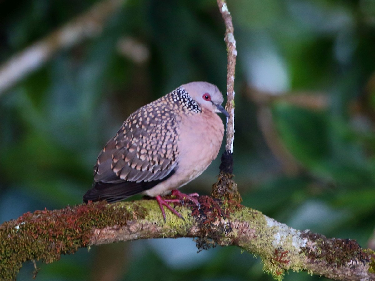 Spotted Dove - ML183947131