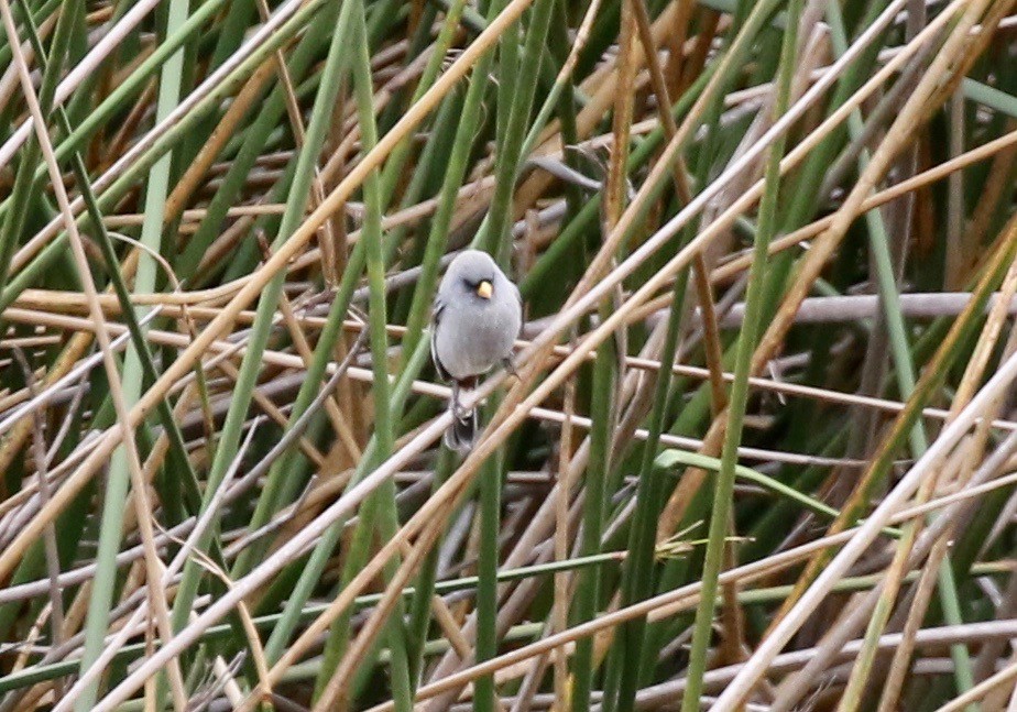 Band-tailed Seedeater - John Bruin