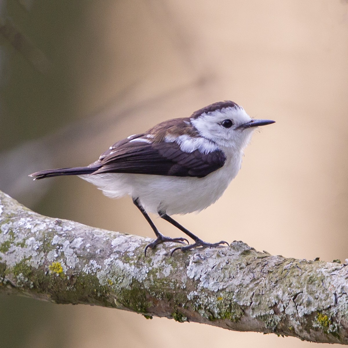 Pied Water-Tyrant - ML183947891