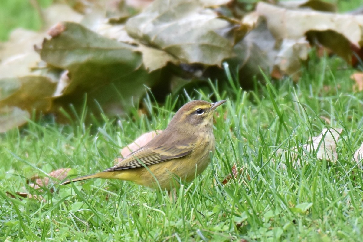 Palm Warbler - ML183948841