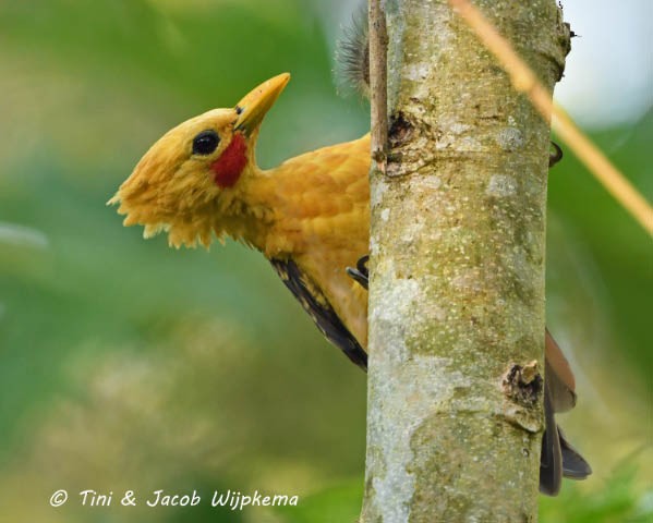 Cream-colored Woodpecker - ML183949011