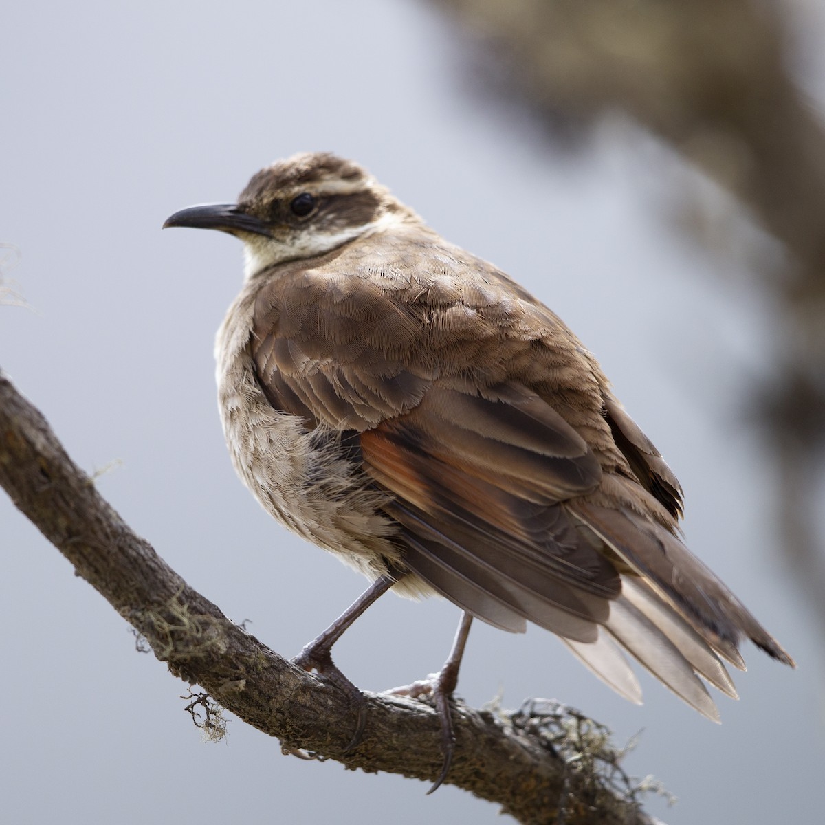 Stout-billed Cinclodes - ML183949301