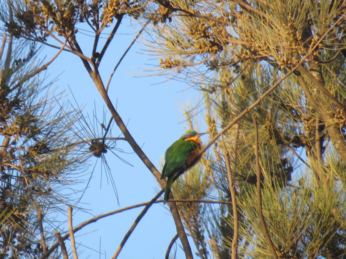 Ethiopian Bee-eater - Thomas Brooks