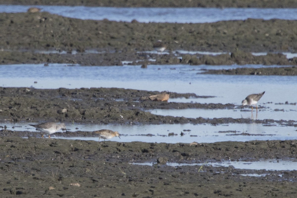 Lesser Yellowlegs - Michael Bowen