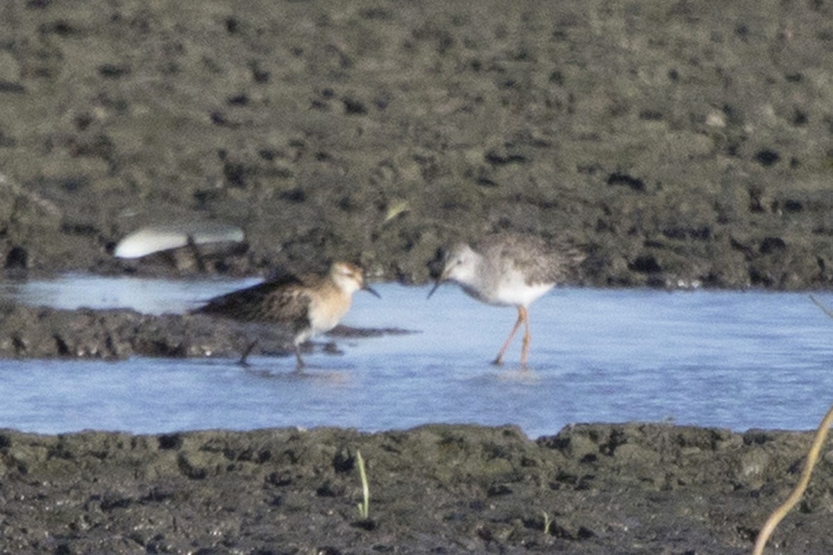 Sharp-tailed Sandpiper - Michael Bowen