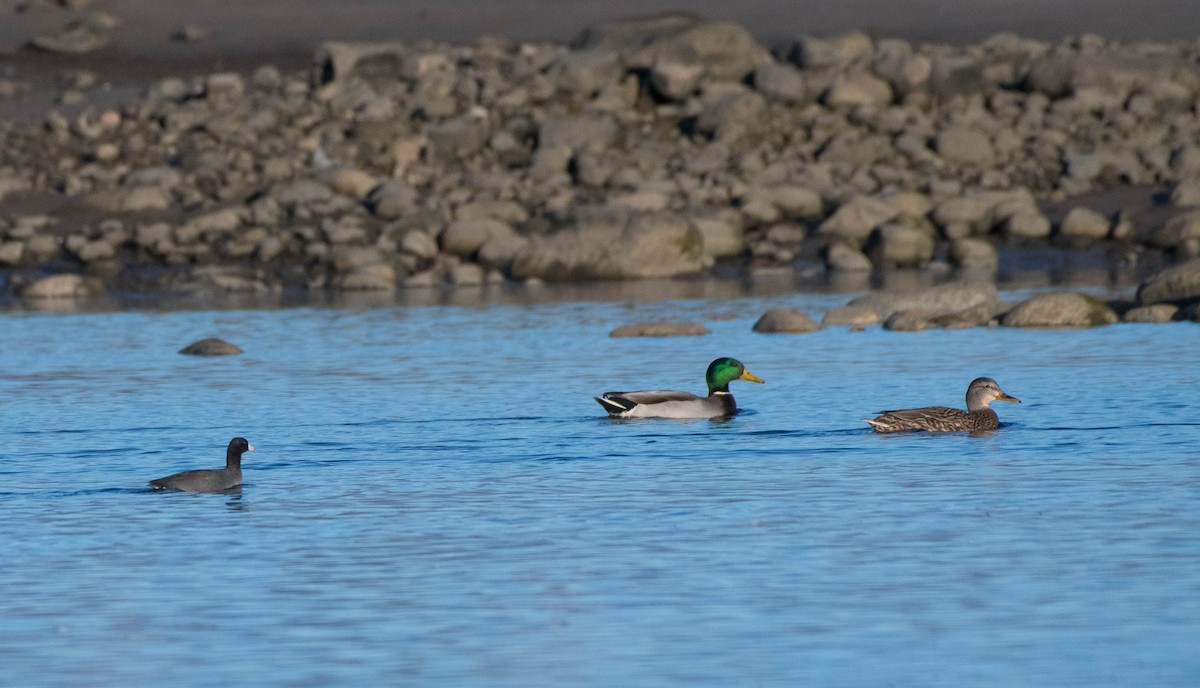 American Coot - ML183951691