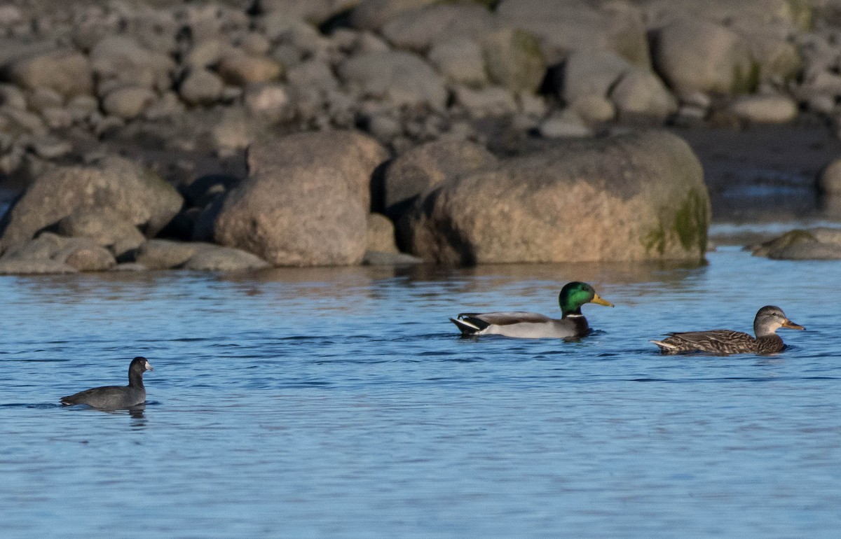 American Coot - ML183951701