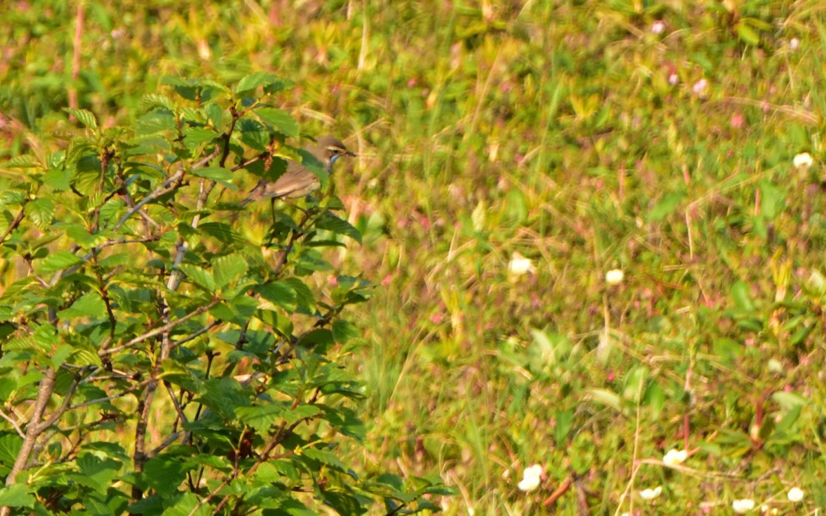 Bluethroat - Don Weber