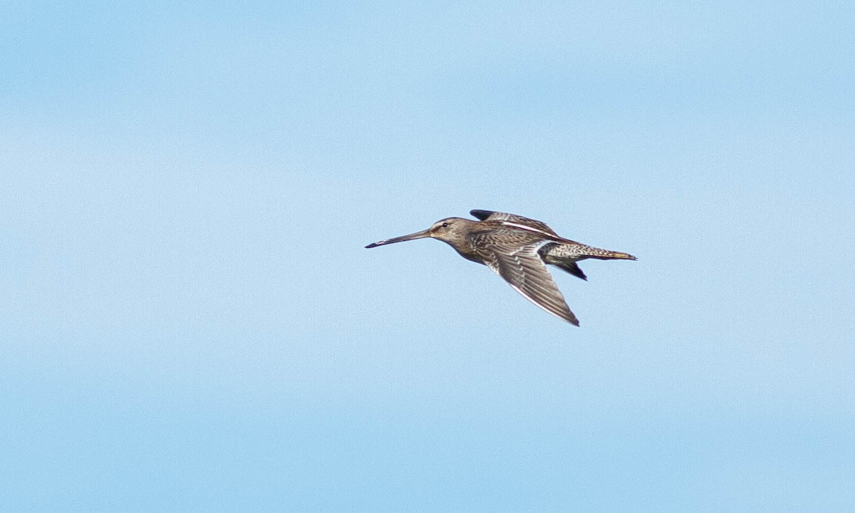 Long-billed Dowitcher - Paul Fenwick