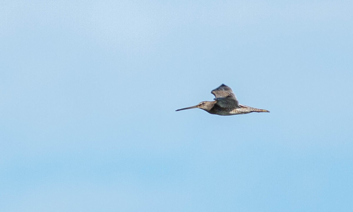 Long-billed Dowitcher - Paul Fenwick