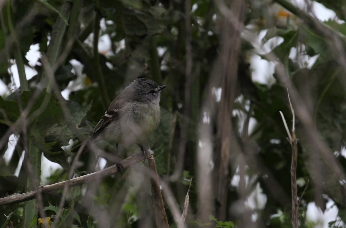 White-crested Tyrannulet (Sulphur-bellied) - ML183954361