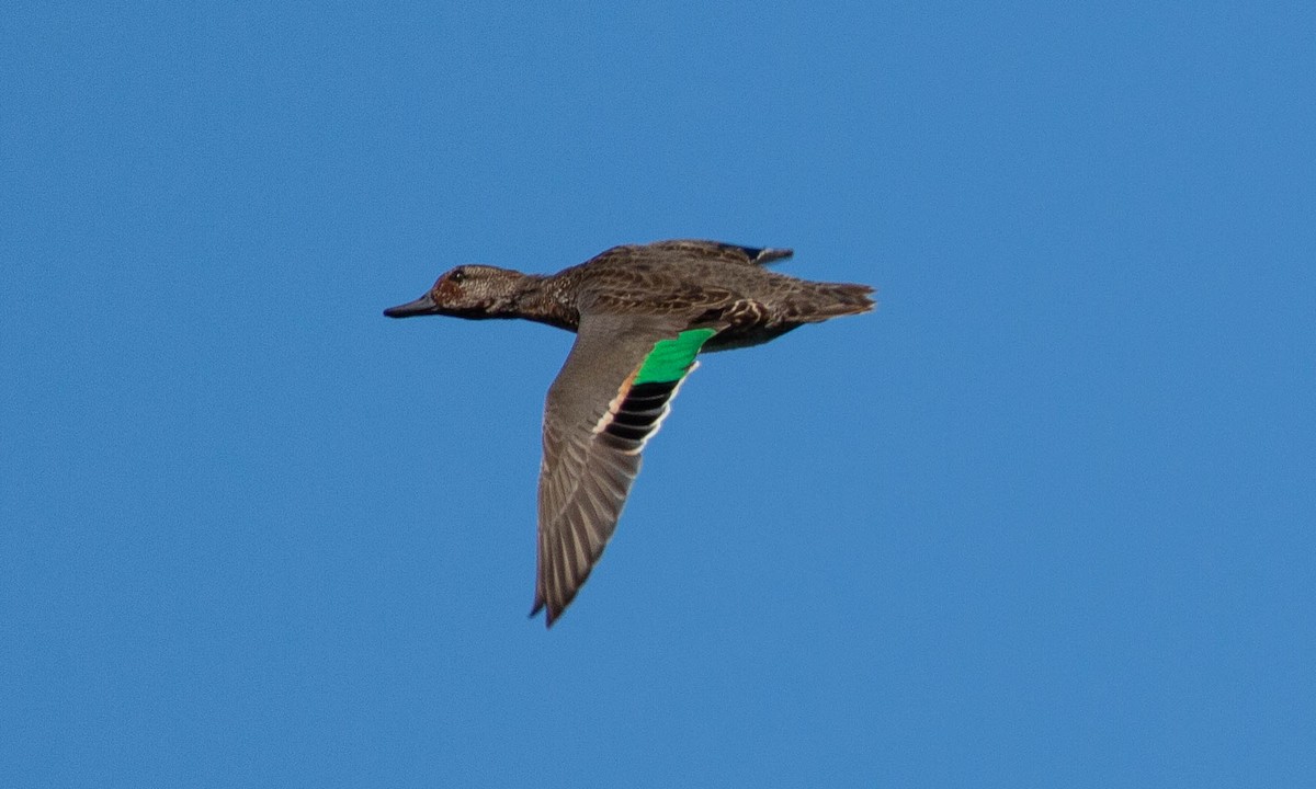 Green-winged Teal (American) - ML183954631