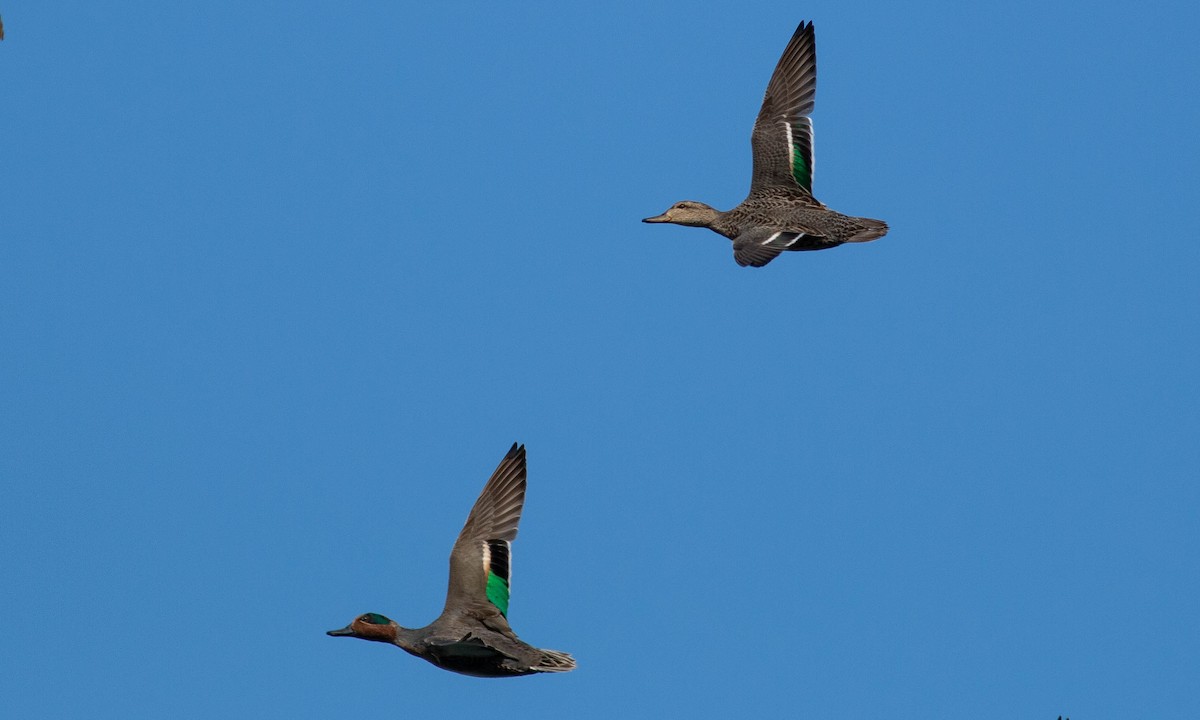 Green-winged Teal (American) - Paul Fenwick